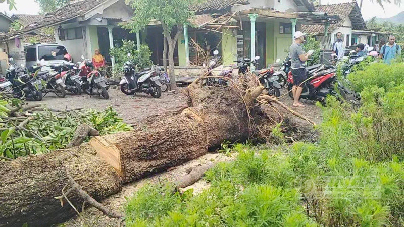 akibat bencana alam angin puting beliung di dua desa wilayah kecamatan Prajekan pada Kamis, (18/01/2024).